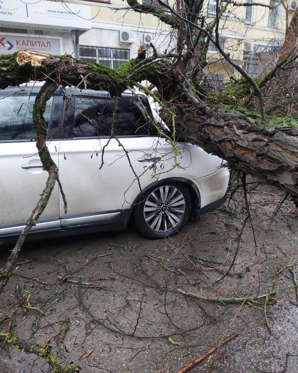 В центре Ростова упавшее дерево раздавило внедорожник