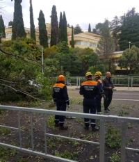 В Сочи упавшие деревья парализовали движение на трассе