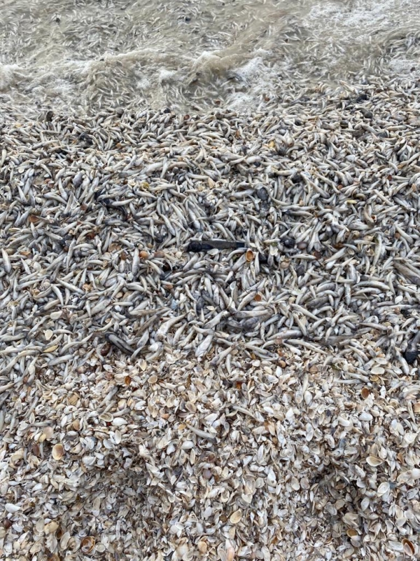 Тонны мертвой рыбы выбросило на берег Цимлянского водохранилища