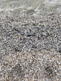 Тонны мертвой рыбы выбросило на берег Цимлянского водохранилища